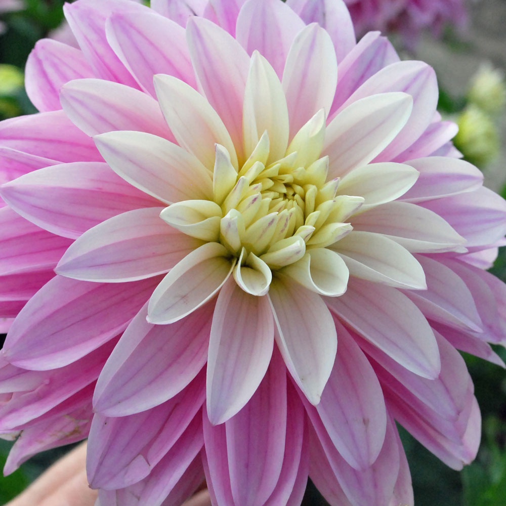 Георгина декоративная Эванах(EVANAH)