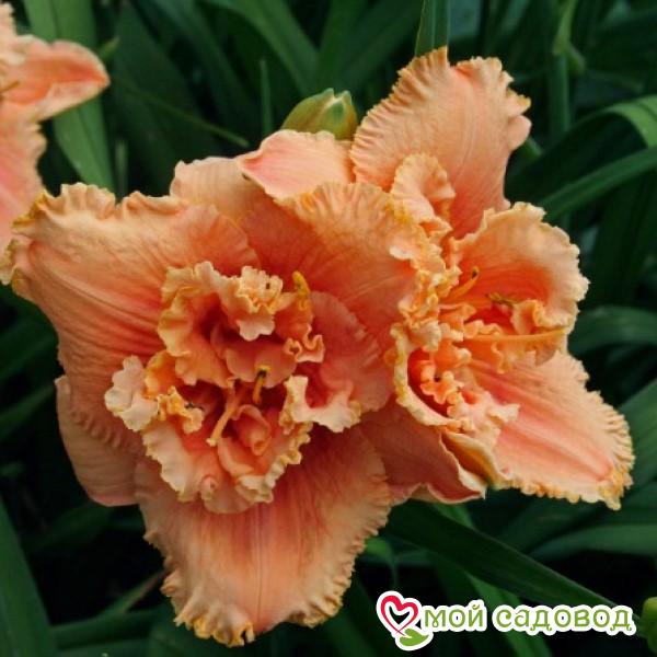 Лилейник Джерри Пэйт Уильямс