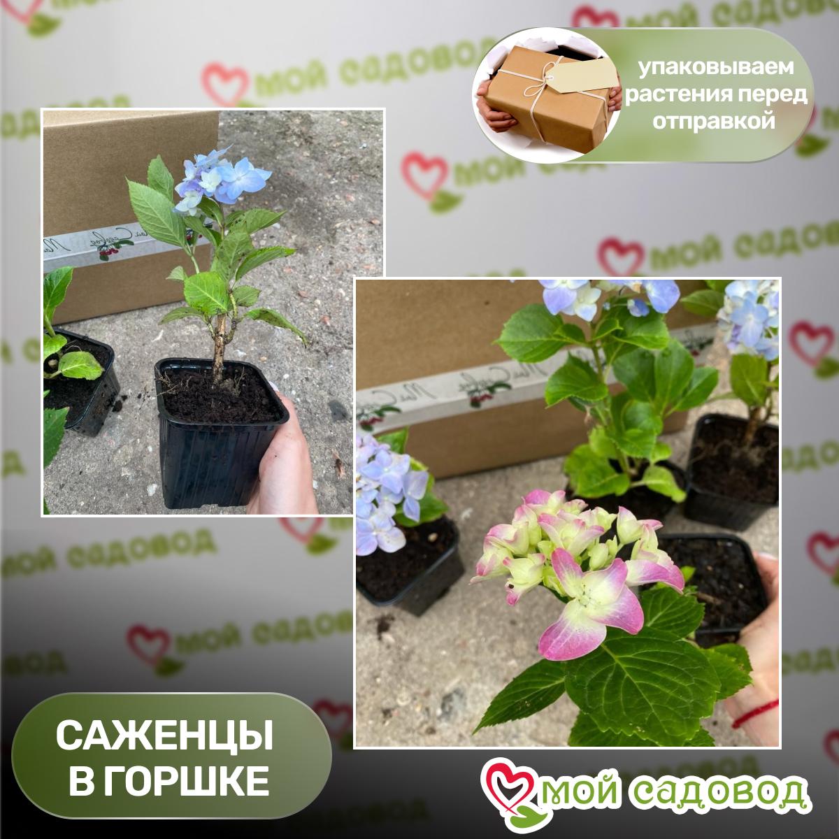 Гортензия Керли Спаркл Блю Пепл