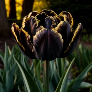 Тюльпан Махровый Сильвер Шедоу